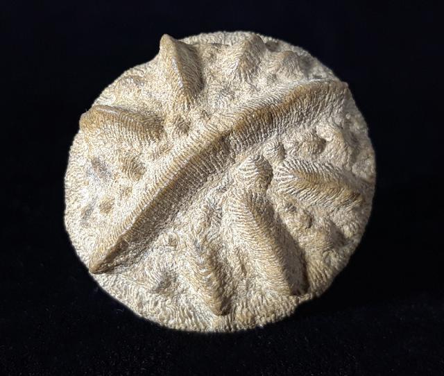 Aspidiscus cristatus (LAMARCK 1801) - Bild © FossNet FossilienStore